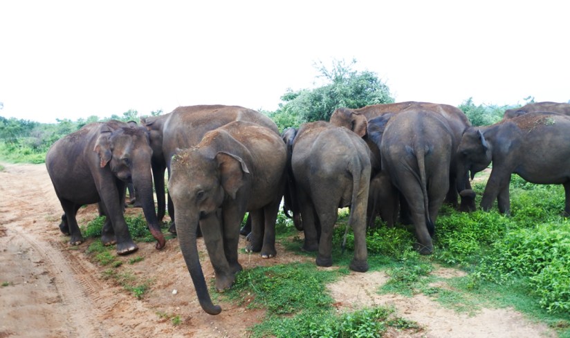 Udawalawe